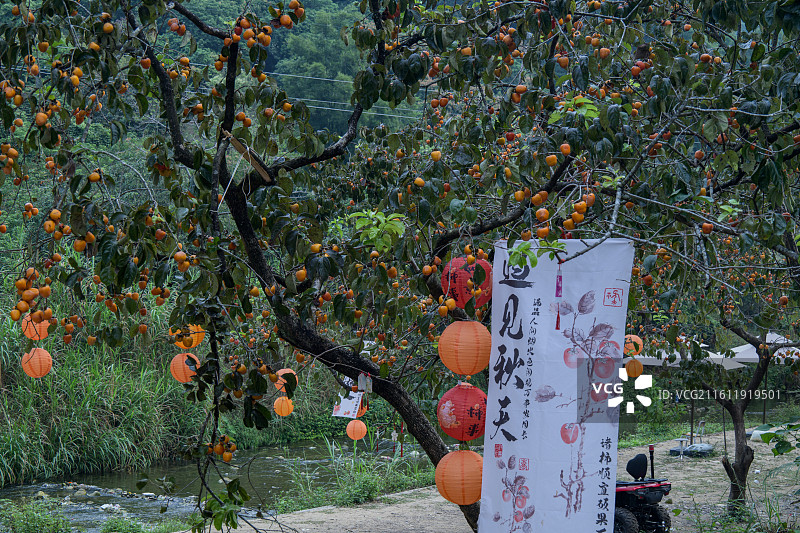 上罗村秋柿图片素材