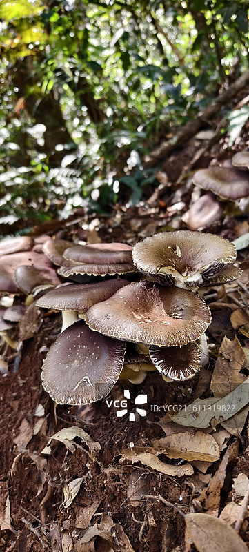 云南普洱～太阳河国家森林公园-野生蘑菇图片素材