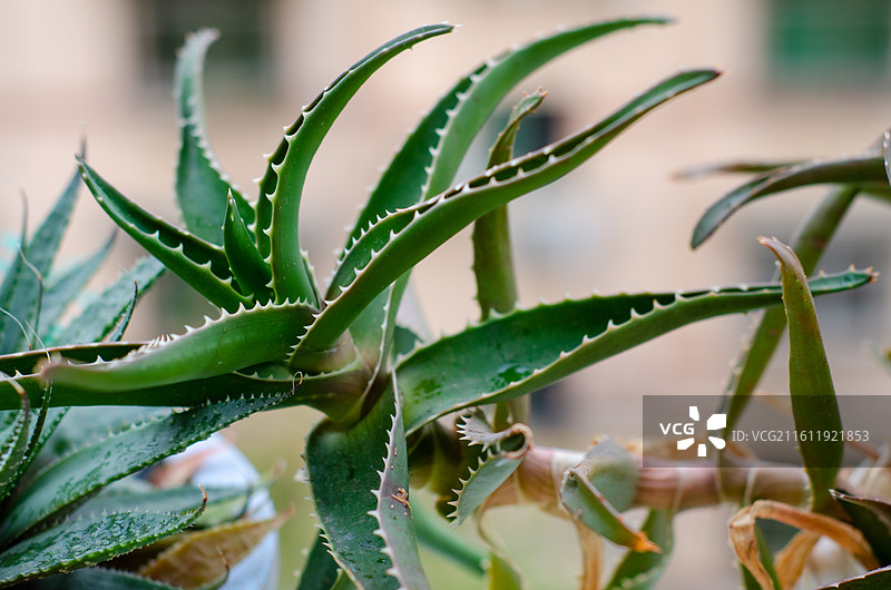 芦荟植物特写图片素材