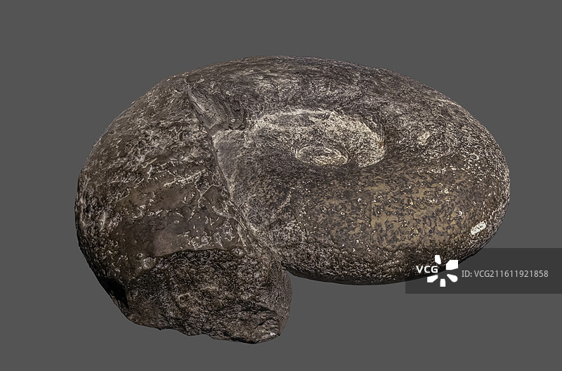 厚盘菊石（此石为软体动物头足纲的一个属。此件标本为德国古生物专家托马斯捐赠，产地为德国汉诺威）图片素材