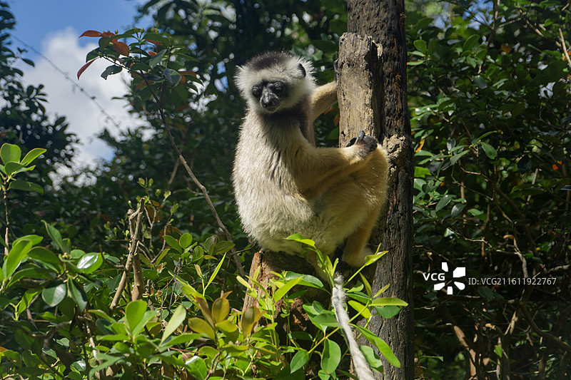 马达加斯加 跳狐猴 01图片素材