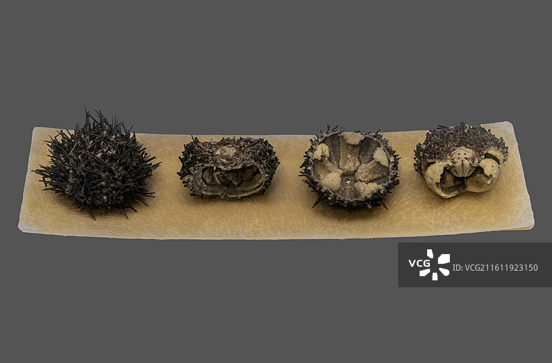 天津自然博物馆“家园·生命展区”：大连紫海胆图片素材