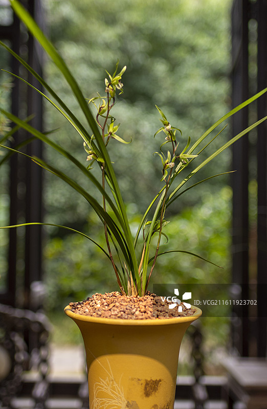 江南兰苑图片素材