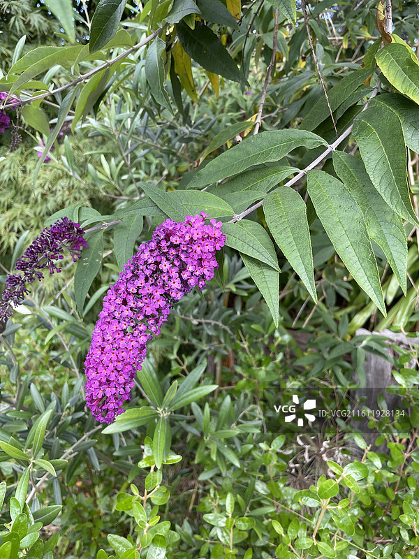 墨尔本白马市醉鱼草图片素材