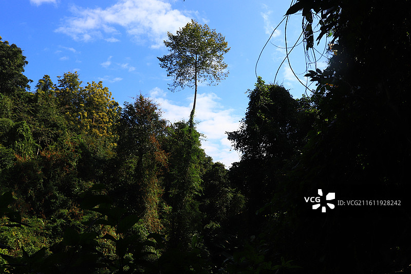 热带雨林山谷幽谷一棵树图片素材