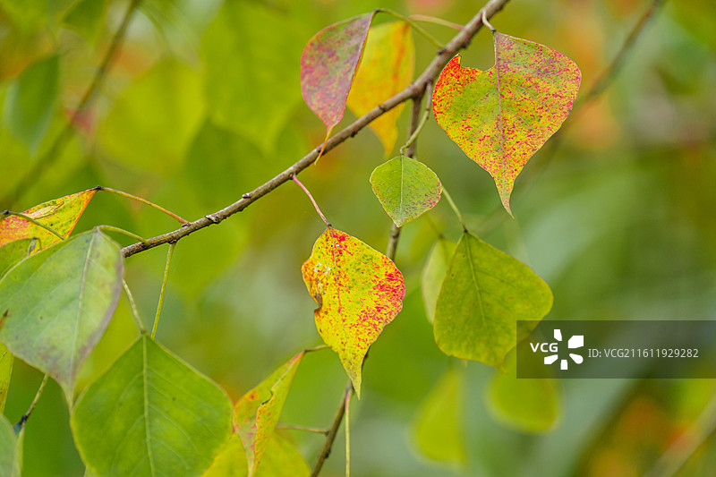 肇庆四会野外的乌桕图片素材