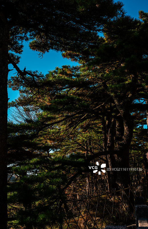 黄山（玉屏楼景区到鳌鱼峰）图片素材