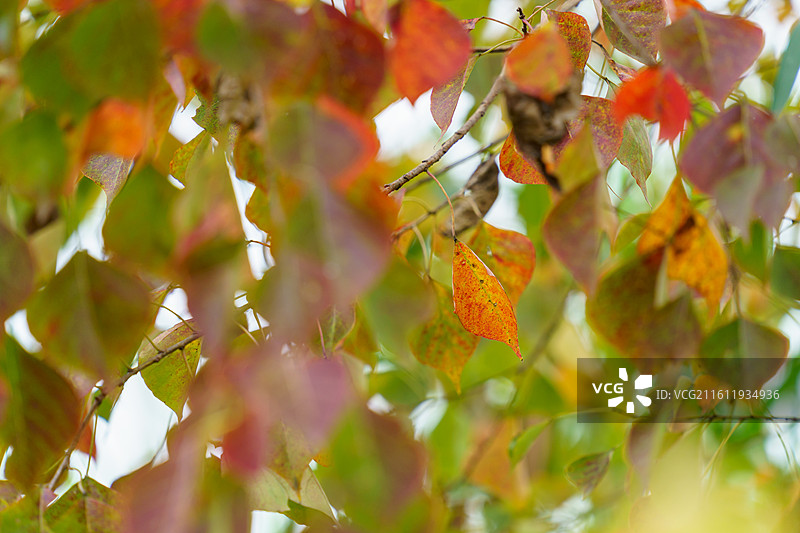 肇庆四会野外的乌桕图片素材
