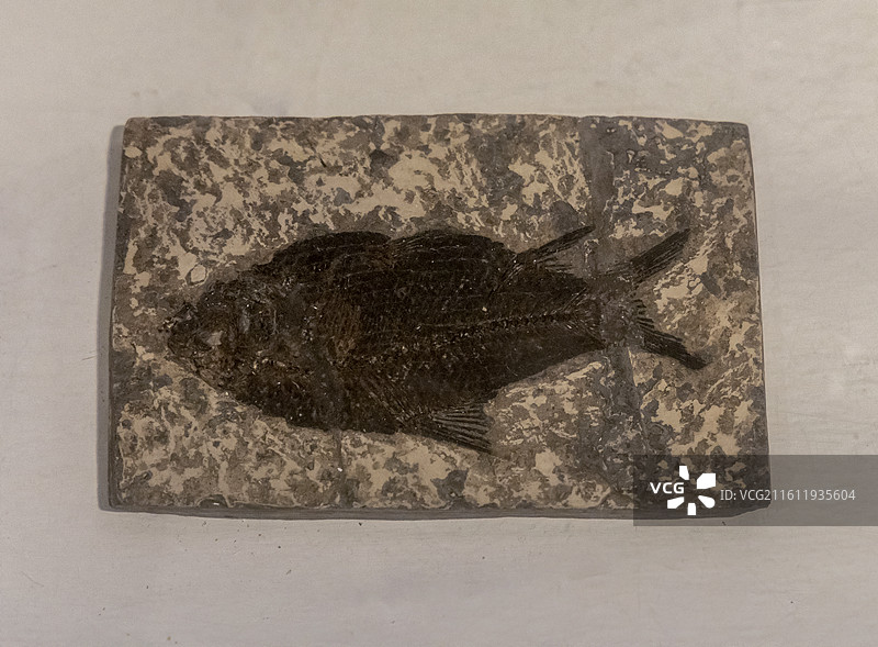 江汉鱼（归属：硬骨鱼纲、鲤形目；标本：NP02856、02857，化石；始新世时代；湖北松滋产）图片素材