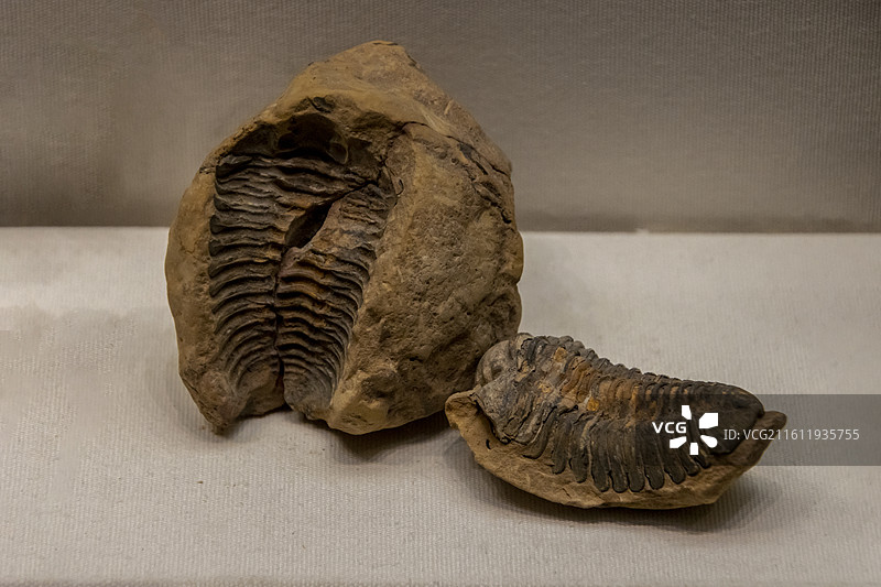 天津自然博物馆“家园·生命展区”：隐头虫（奥陶纪晚期—志留纪时代，广西产）图片素材