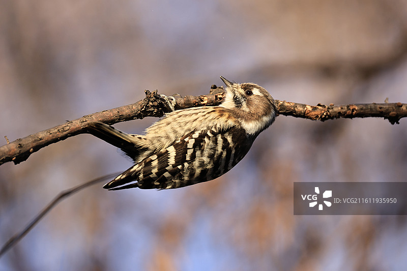 倒挂的小星头啄木鸟图片素材