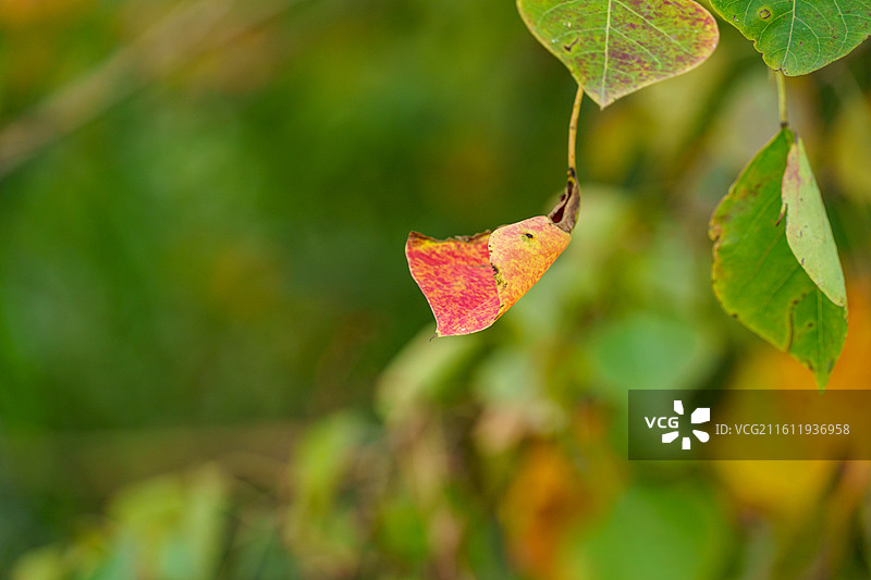 肇庆四会野外的乌桕图片素材