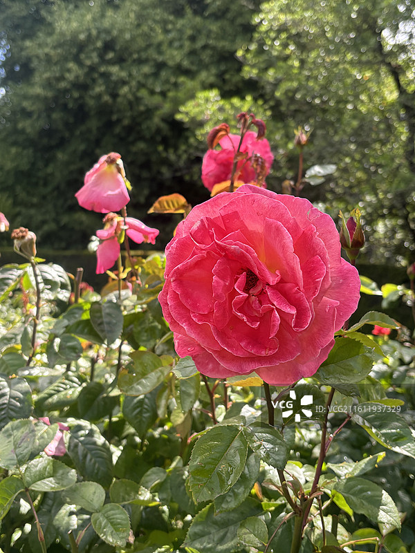 基督城植物园和雅芳河图片素材