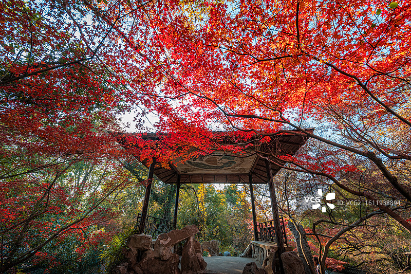 南浔古镇小莲庄枫叶图片素材