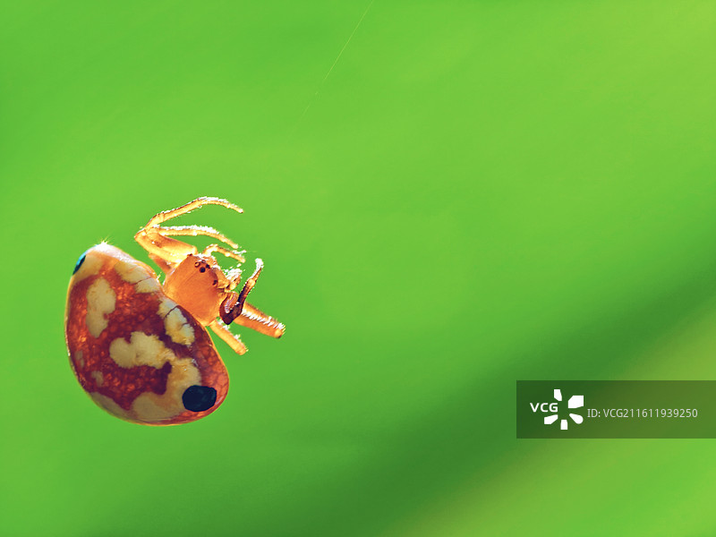 阳光下自由玩耍的鸟粪蛛图片素材