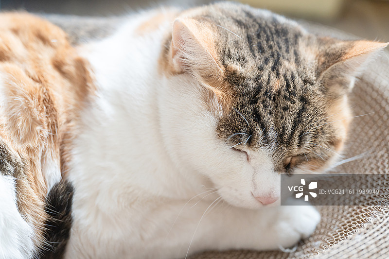 三花猫 特写 中华田园猫 母猫 宠物图片素材