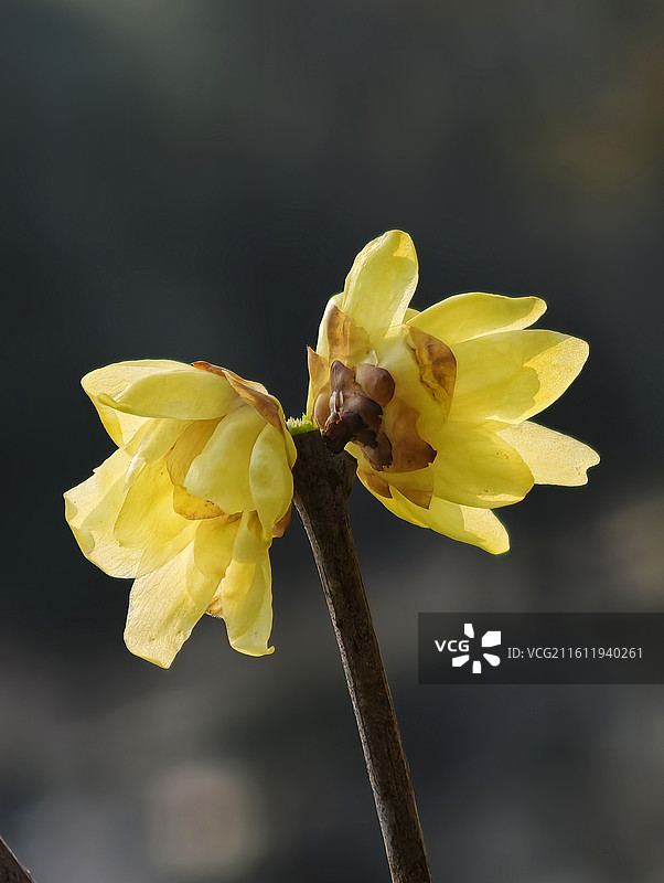 并蒂双梅图片素材