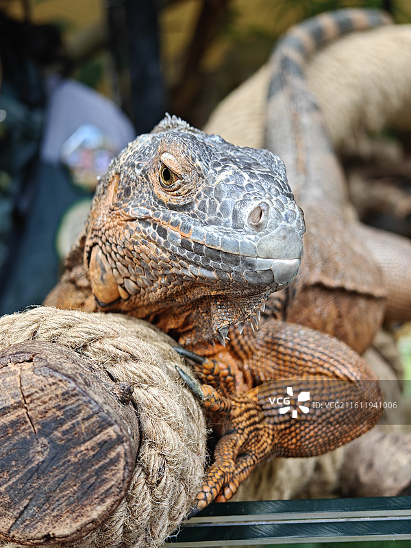 广州 长隆野生动物世界 动物园 青龙山 蜥蜴 爬行动物 红鬣蜥图片素材