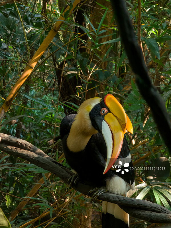 广州 长隆野生动物世界 青龙山 犀鸟图片素材
