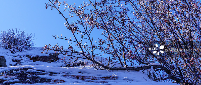 雪后天晴，崂山巨峰景区出现雾凇景观图片素材