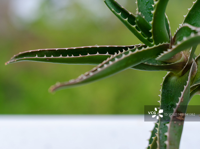 带水珠的芦荟叶片特写图片素材