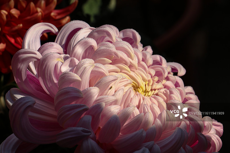 阳光下洒满露珠的浅紫色菊花图片素材