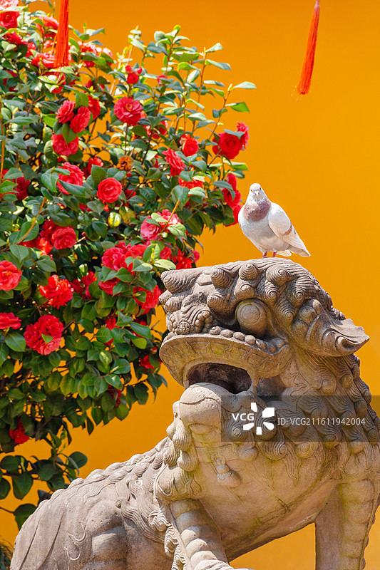 寺庙里石狮和花图片素材