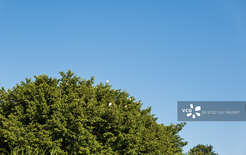 在晴朗的蓝天下俯瞰树木图片素材