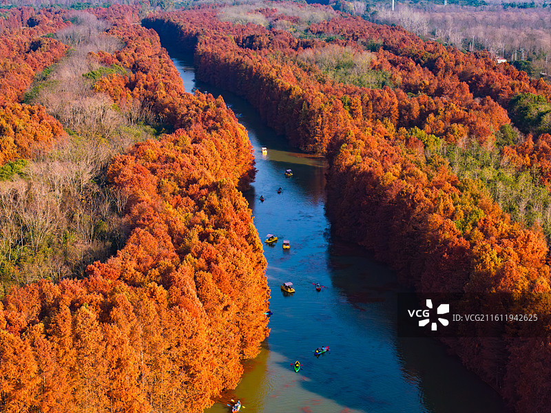 航拍红杉林湿地秋色图片素材