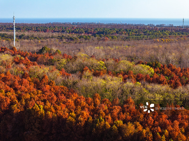 航拍红杉林湿地秋色图片素材