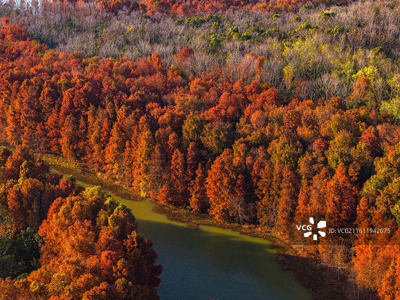 航拍红杉林湿地秋色图片素材