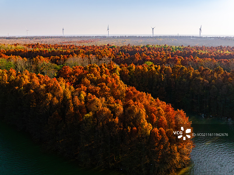 航拍红杉林湿地秋色图片素材