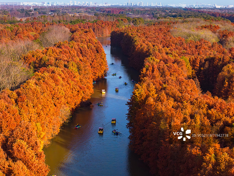 航拍红杉林湿地秋色图片素材