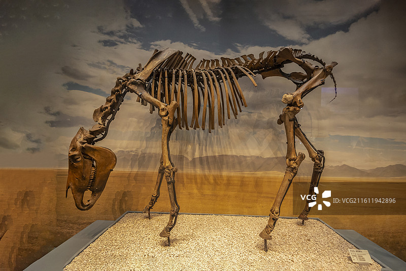 天津自然博物馆“家园·生命展区”：普氏野马（完整骨架，更新世晚期，黑龙江青冈产）图片素材