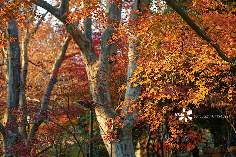 鲁迅公园 枫叶 金色枫叶 秋景图片素材