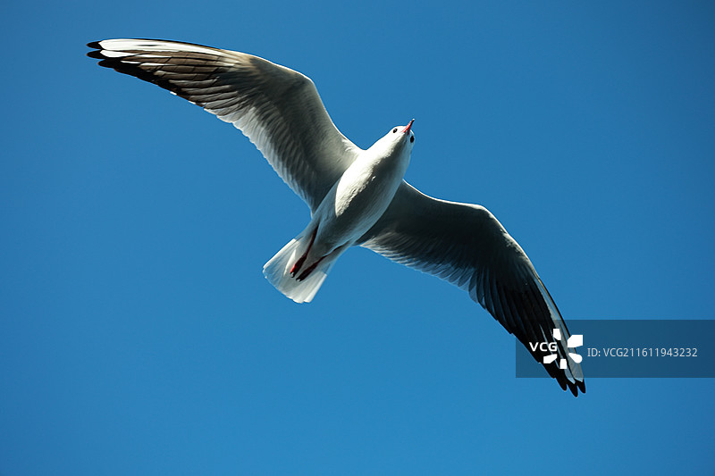 大理晴天洱海飞行的海鸥红嘴鸥特写图片素材