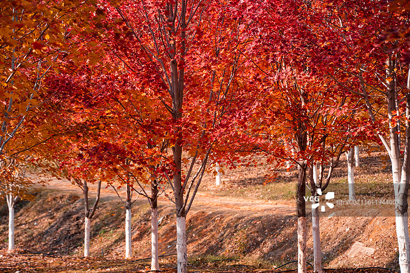 文华学院红枫林秋景 秋日晴空林间自然风景图片素材