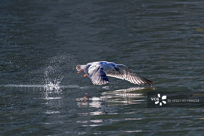 在水面上捕鱼的海鸥图片素材