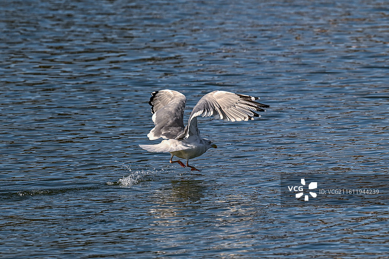 在水面上捕鱼的海鸥图片素材