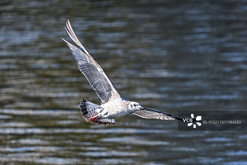 在水面上捕鱼的海鸥图片素材