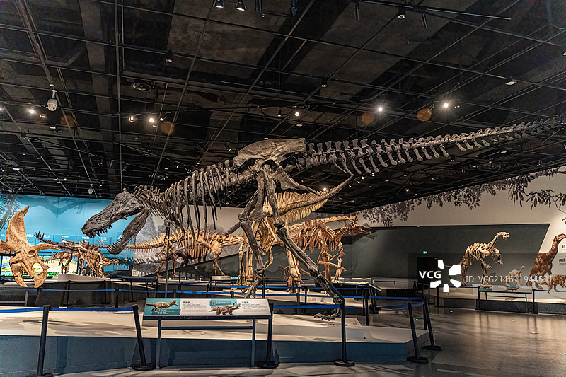 四川成都自然博物馆藏霸王龙恐龙化石图片素材