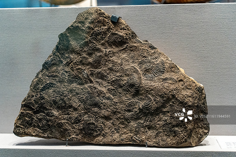 四川成都自然博物馆藏粗菊石化石图片素材