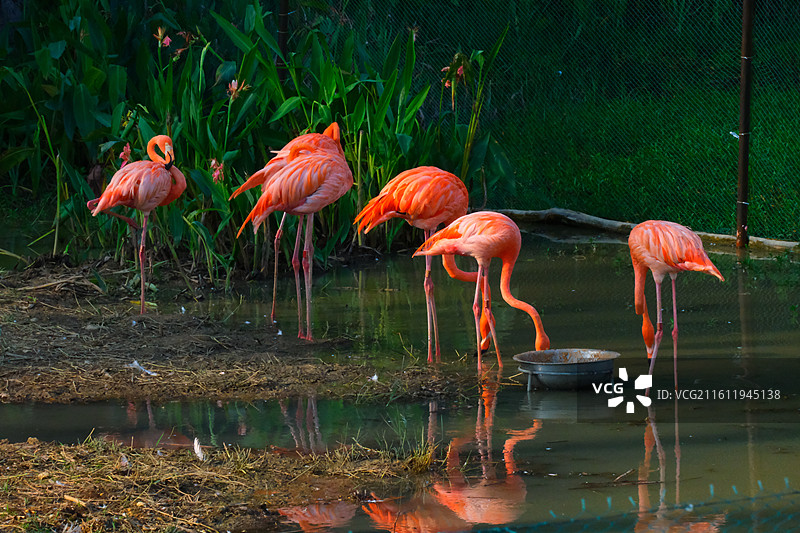 火烈鸟图片素材