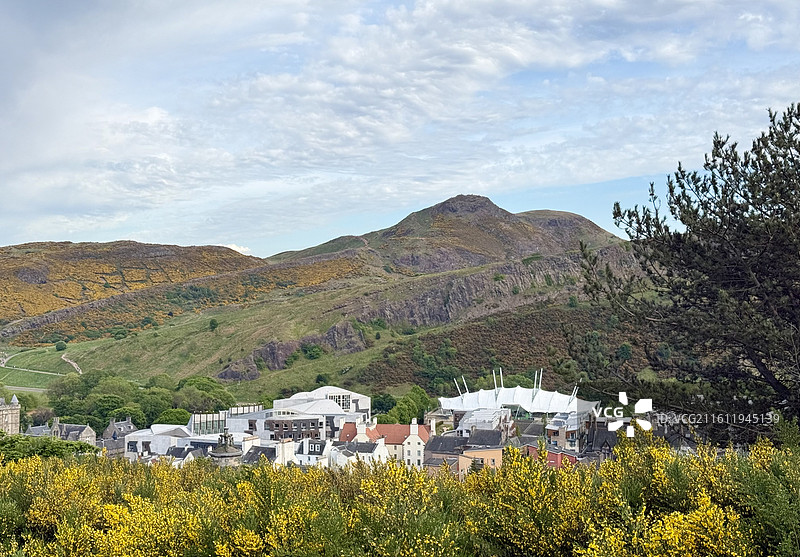夏天的英国爱丁堡亚瑟王座山上开满花色的金雀花图片素材