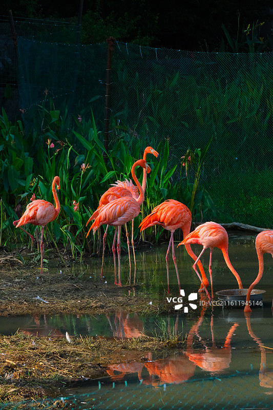 火烈鸟图片素材