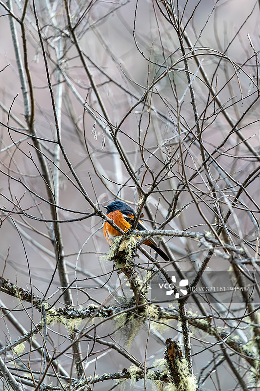 白喉红尾鸲栖息在树枝上图片素材