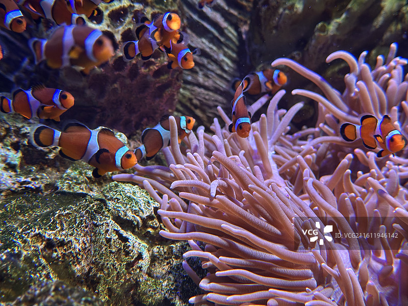 眼斑双锯鱼 小丑鱼 海底 特写 鱼群 海底摄影 珊瑚 海葵 珊瑚礁 特写 上海长风海洋水族馆图片素材