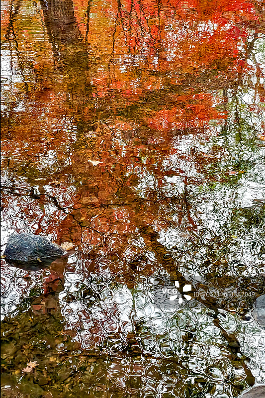 杭州九溪 秋天的红叶图片素材