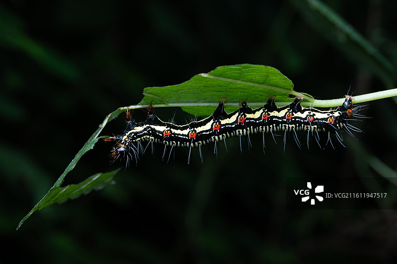 树叶上的毛毛虫图片素材