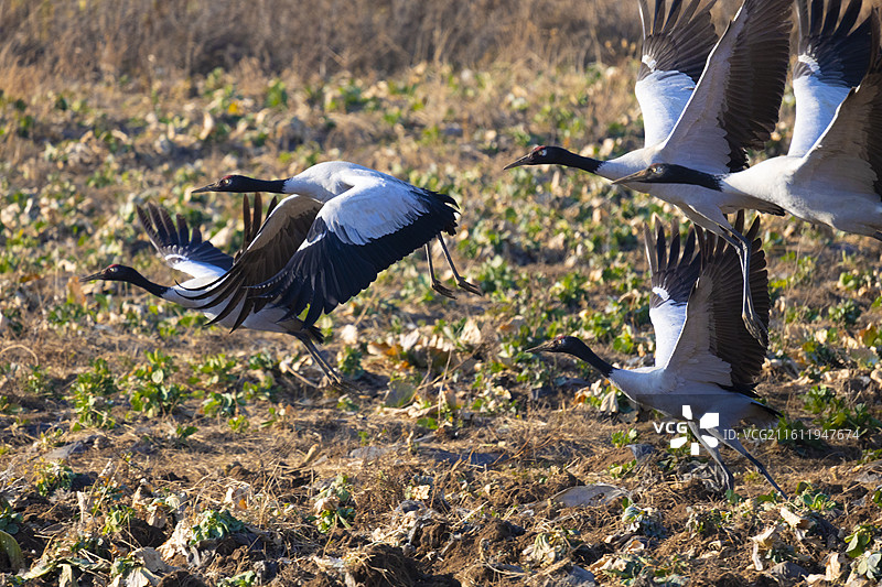 贵州毕节草海黑颈鹤候鸟图片素材